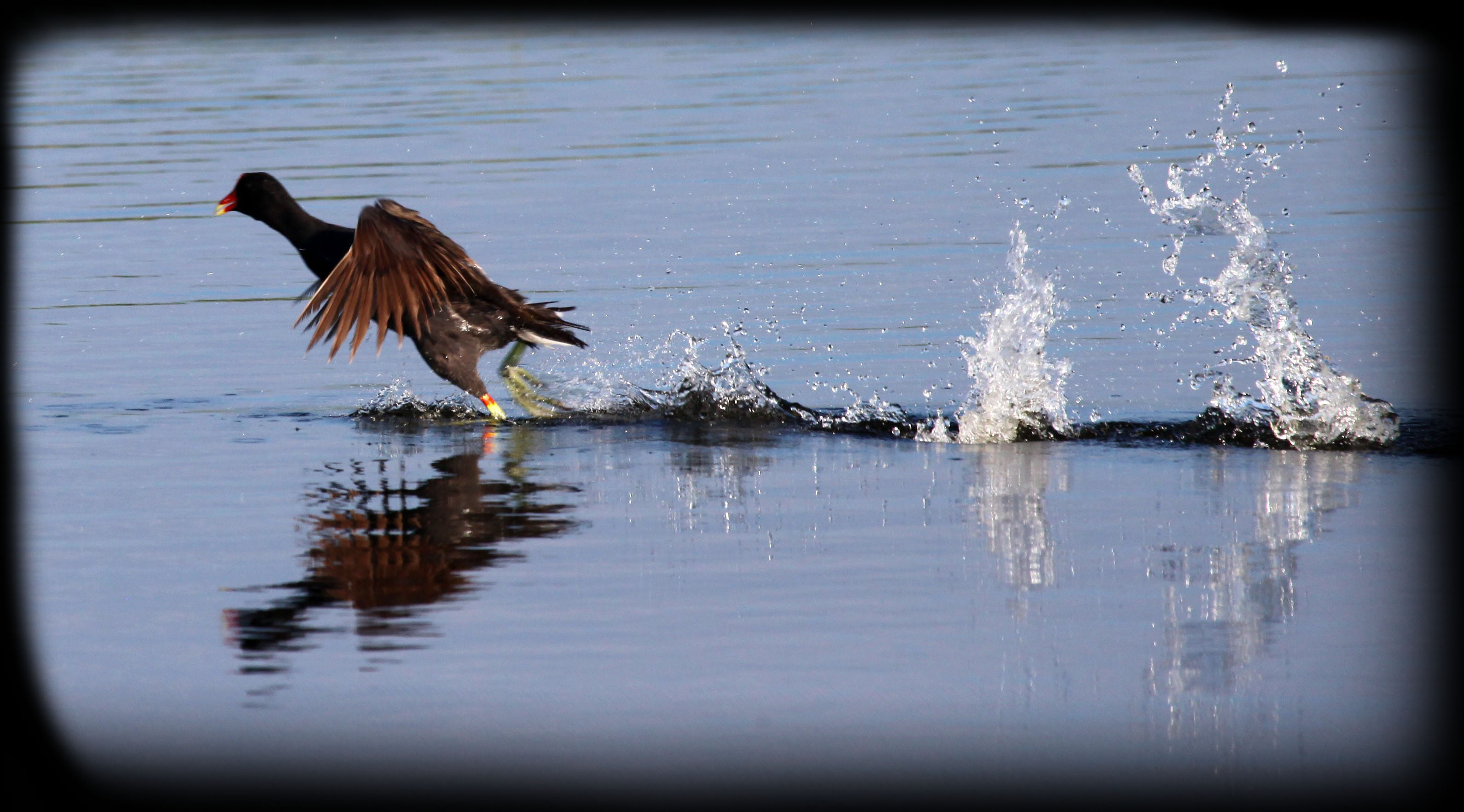 Common gallinule