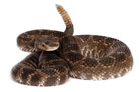 Rattlesnake